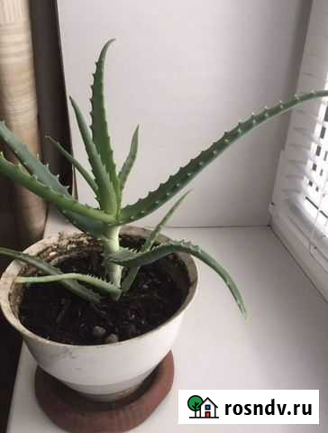 Алоэ Магнитогорск - изображение 1