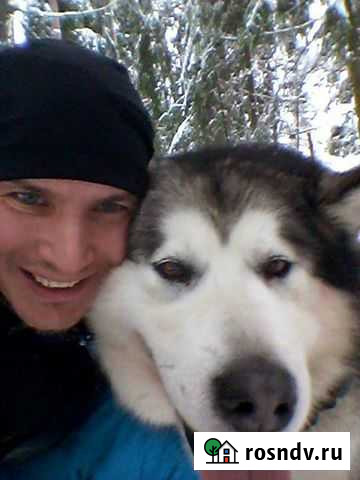 Выгул собак Санкт-Петербург - изображение 1