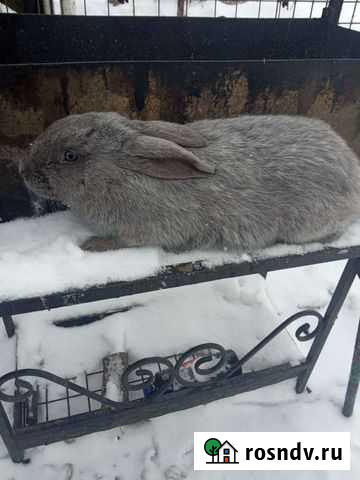 Кролики серебро Ливны - изображение 1
