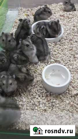 Хомяки Джунгарские и Сирийские в наличии Иркутск - изображение 1