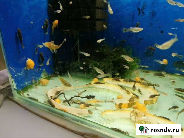 Сомики анциструсы Нефтекамск - изображение 1