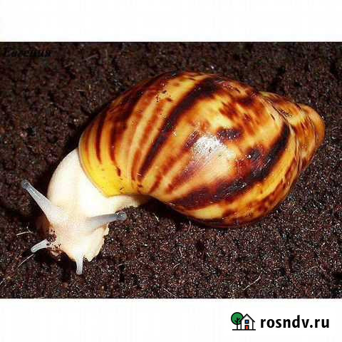 Архахатина Маргината Овум Альбино Мурманск - изображение 1