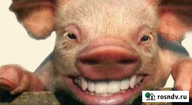 Хрячёк Гулькевичи - изображение 1