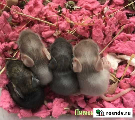 Дегусята из питомника Москва - изображение 1