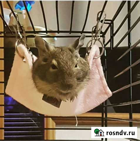 Дегу с витриной Курган - изображение 1