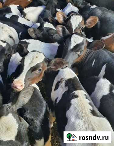 Бычки и тёлочки Сердобск - изображение 1