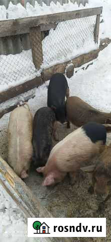 Поросята Матвеевка - изображение 1