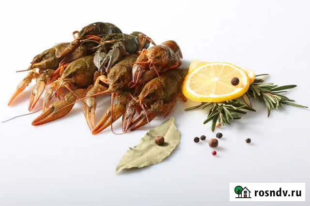 Раки живые/вареные, доставка Геленджик - изображение 1