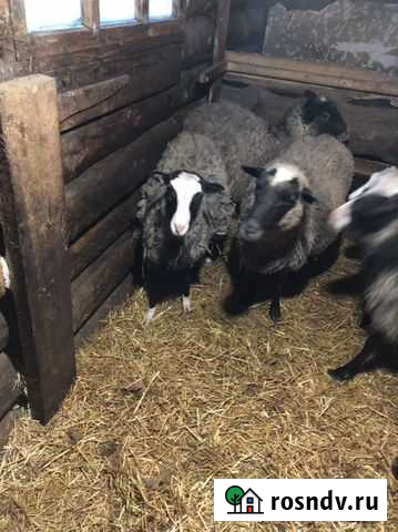 Овцы романовской породы Хомутово - изображение 1