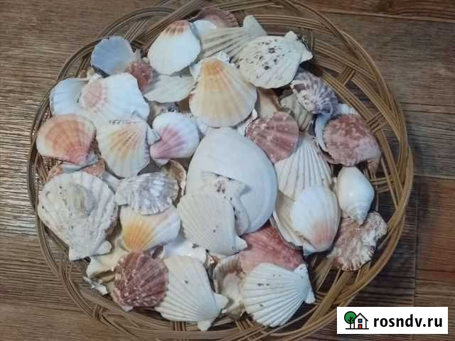 Ракушка Барнаул - изображение 1