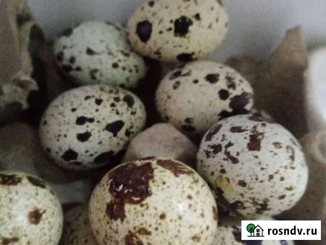 Яйцо перепелиное Зима - изображение 1