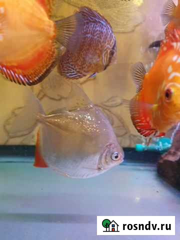 Метиннис серебристый. Рыбка-доллар Санкт-Петербург - изображение 1