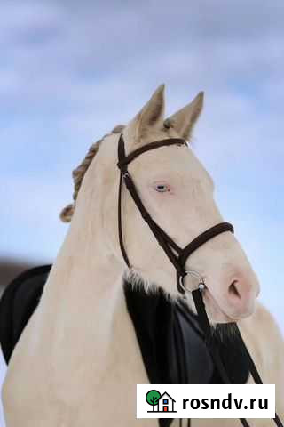 Поникласс Рассвет - изображение 1