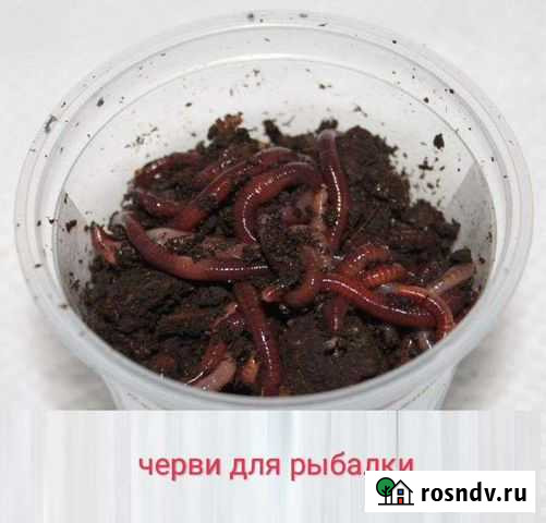 Черви для рыбалки Геленджик - изображение 1