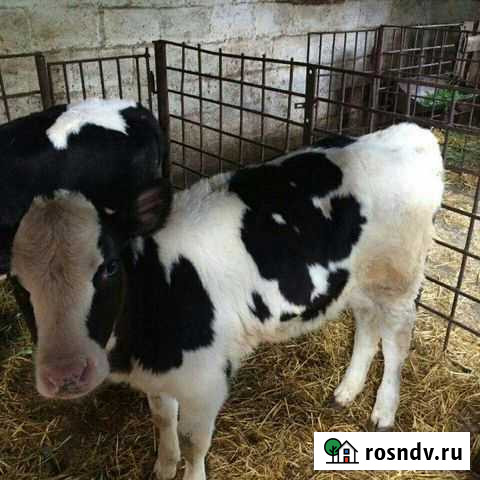 Бычки холмогоры (отпоиные) Увельский - изображение 1