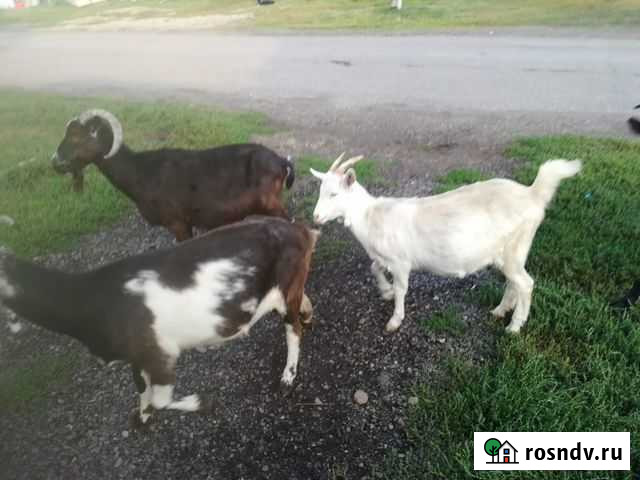 Продам коз Памяти 13 Борцов - изображение 1