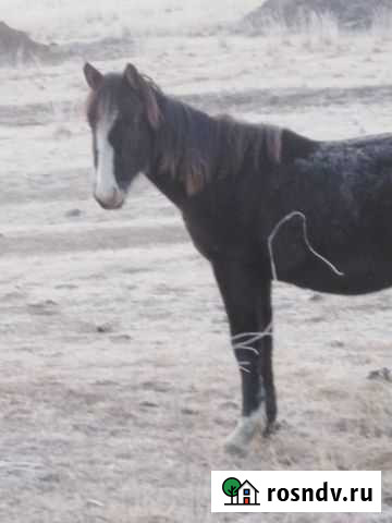 Жеребята Пригорск - изображение 1