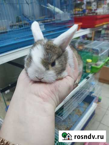 Кролик Ачинск - изображение 1