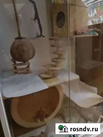 Ласка Санкт-Петербург - изображение 1