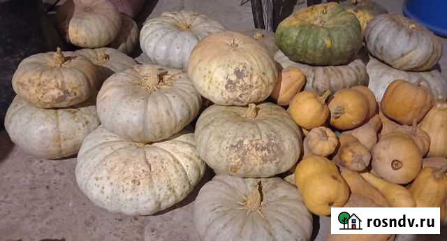 Тыква оптом Адагум - изображение 1