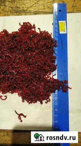 Мотыль Крупный Уральский Екатеринбург - изображение 1