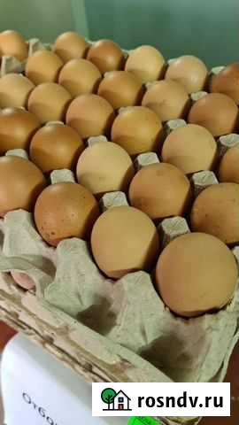 Фермерские, фабричные, куриные яйца Ростов-на-Дону - изображение 1