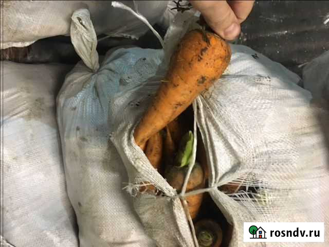 Овощи оптом Дзержинск - изображение 1