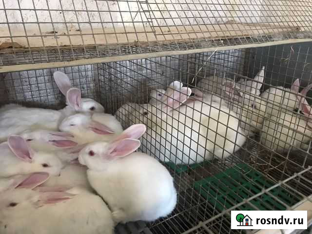 Кролики Белый паннон Домодедово - изображение 1