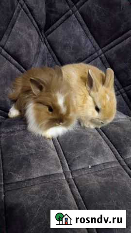 Карликовые крольчата разных пород Тверь - изображение 1