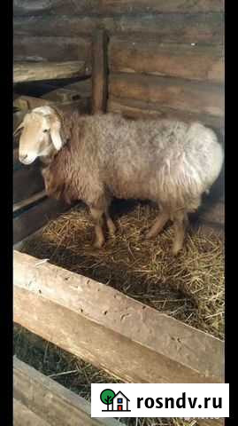 Курдючный баран Йошкар-Ола - изображение 1