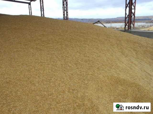 Пшеница Промышленная - изображение 1