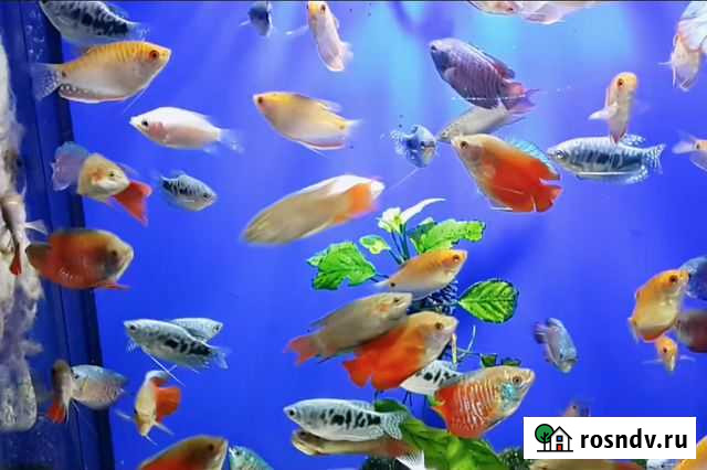 Лабиринтовые рыбки (гурами, лялиусы, петушки) Москва - изображение 1