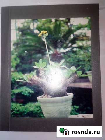 Цветоводство Хабаровск - изображение 1