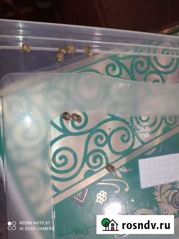 Улитки ахатины Тында - изображение 1