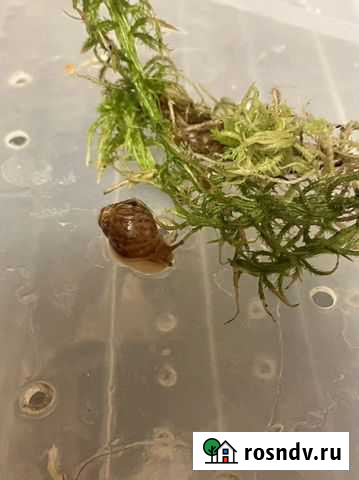 Улитки ахатины Клин - изображение 1