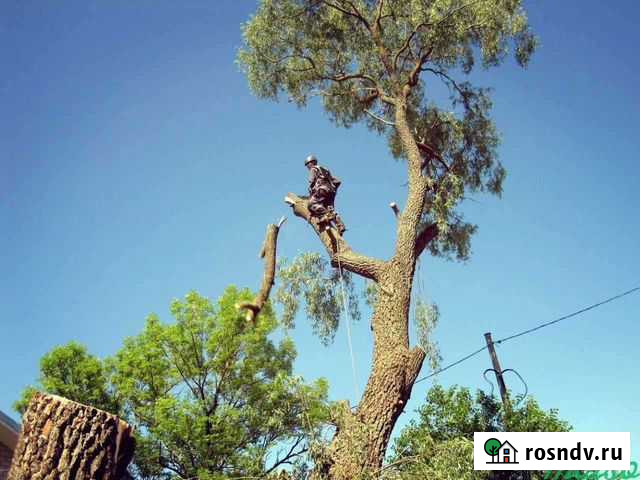 Спил деревьев Барнаул - изображение 1