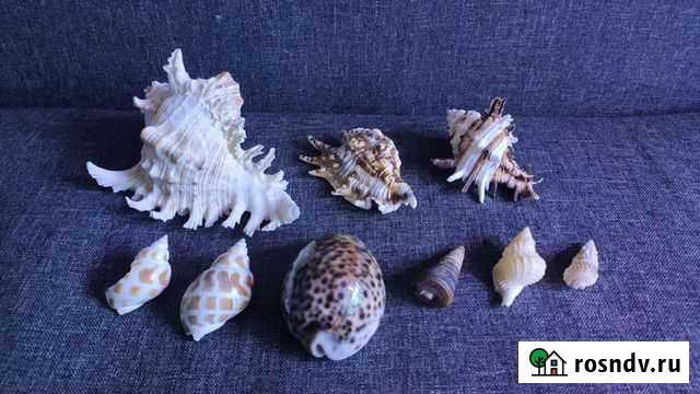 Морские ракушки раковины Волжский - изображение 1