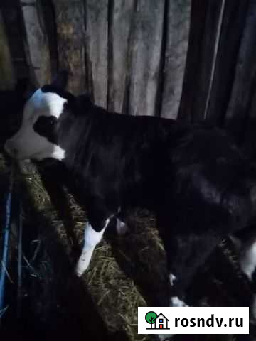 Телята бычки Рубцовск - изображение 1