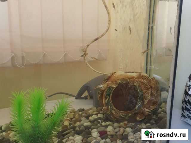 Аквариумные рыбки Саратов - изображение 1