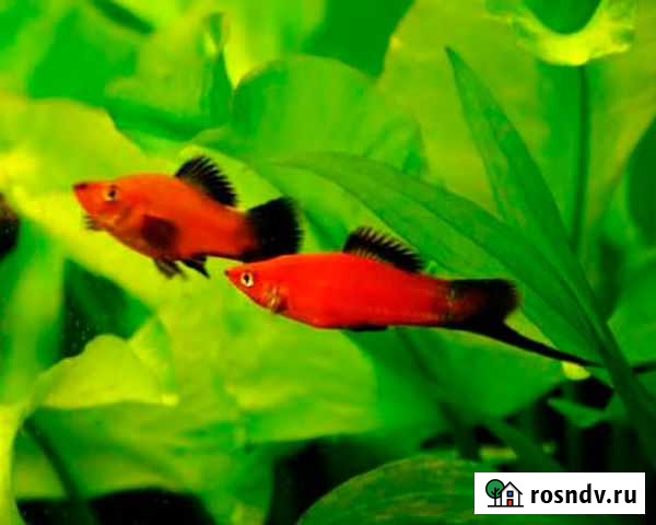 Аквариумные рыбки Ковылкино - изображение 1