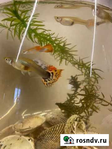 Аквариумные рыбки гуппи Сыктывкар - изображение 1