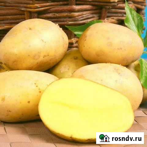 Продам оптом от 20тонн картофель сорт лилли Челябинск - изображение 1