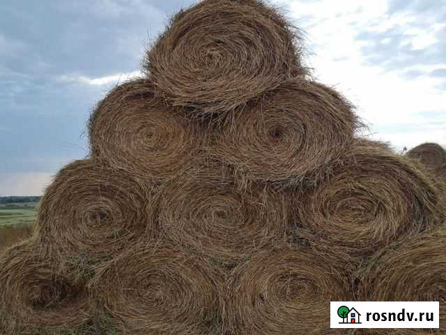 Сено в рулонах 250 кг Капустин Яр - изображение 1