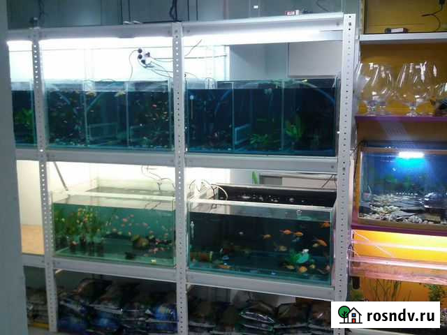 Рыбки аквариумные и растения Новосибирск - изображение 1