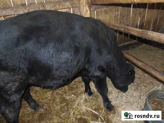 Бычки Каргаполье - изображение 1