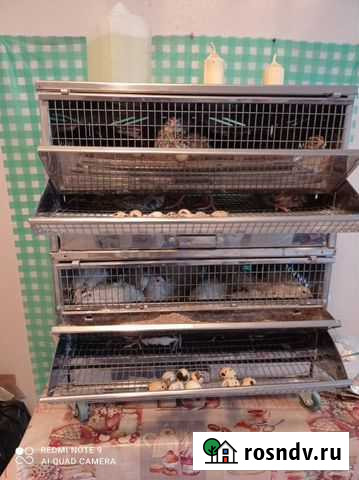 Клетка для перепелов / перепелок Красногорск - изображение 1