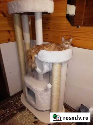 Когтеточки, Домики для кошек - Гарантия качества Нижний Новгород - изображение 1