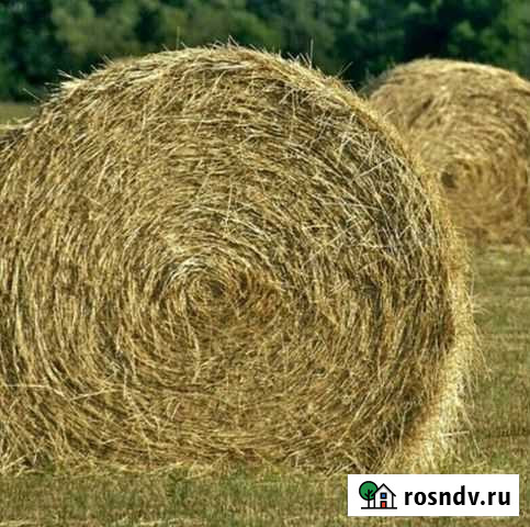 Сено Гагарин - изображение 1