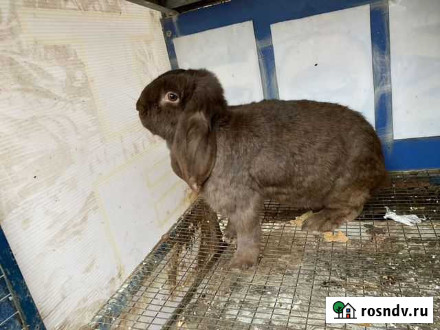 Кролики. Французский баран Махачкала - изображение 1