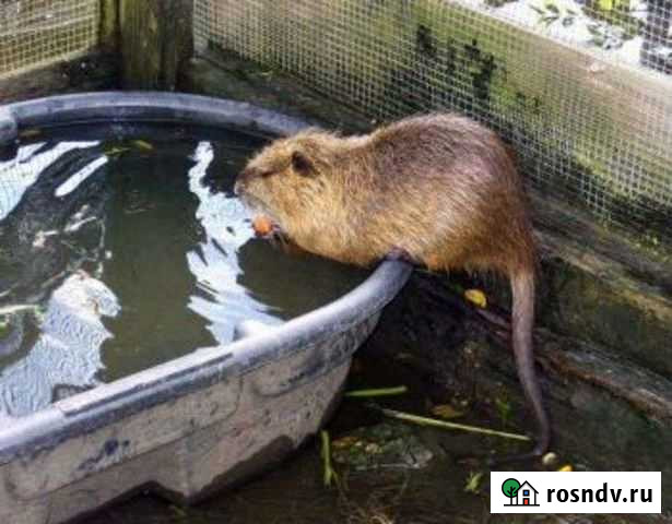 Нутрии Динская - изображение 1
